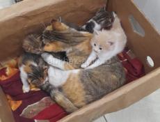 Отдам котят в хорошие руки