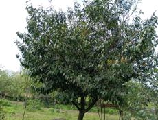 Адзюбжа, продам дом с уч-ком 1га, не трофей, срочно.