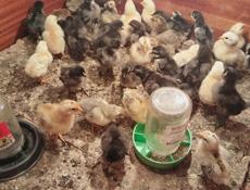 Продам цыплят 
