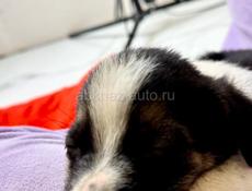 Отдам щенка в добрые руки 