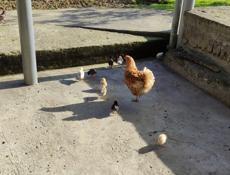 Продаю квочку с цыплятами местные породы 