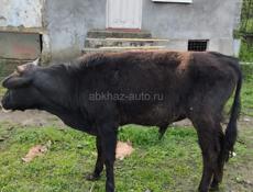70кг