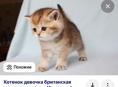 Куплю породистую кошку 89409965877