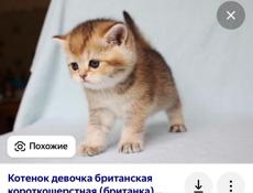 Куплю породистую кошку 89409965877