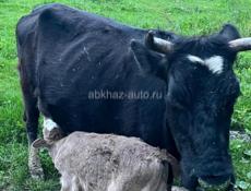 Продаются 2 коровы 