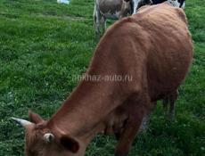 Продаются 2 коровы 