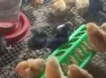Продаются 3- х дневные цыплята мясо-яичной породы Редбро и Гризбар 