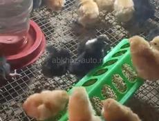 Продаются 3- х дневные цыплята мясо-яичной породы Редбро и Гризбар 