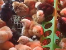 Продаются 3- х дневные цыплята мясо-яичной породы Редбро и Гризбар 