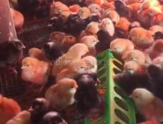 Продаются 3- х дневные цыплята мясо-яичной породы Редбро и Гризбар 