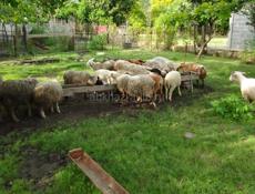 Продаю российский барашки