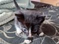 Отдам кошку и котят