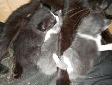 Отдам кошку и котят