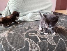 Отдам кошку и котят