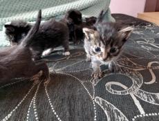 Отдам кошку и котят