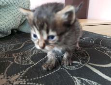 Отдам кошку и котят