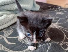 Отдам кошку и котят