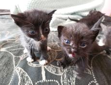 Отдам кошку и котят