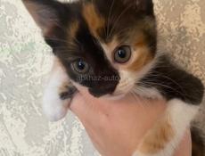 Отдам котенка 