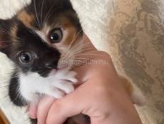 Отдам котенка 