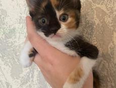 Отдам котенка 