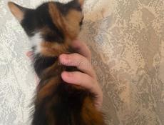 Отдам котенка 