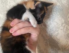 Отдам котенка 
