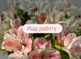 Ищу работу 