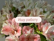 Ищу работу 