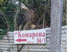 Гагра в черте города , в хорошем месте. 
