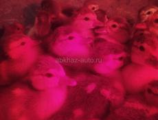 Утята