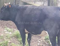 Продам 