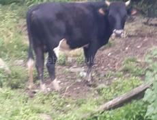 Продам 
