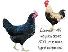 Цыплята Доминант