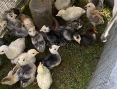 Продаю утята и индюшки 