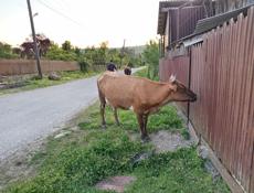 Продам корову вместе с телёноком
