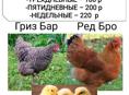 Цыплята 