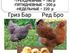 Цыплята 