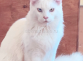 Котята папа Мейн Кун, мама сибирская