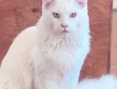 Котята папа Мейн Кун, мама сибирская