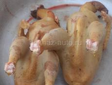 Куры