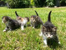 отдам котят в добрые руки