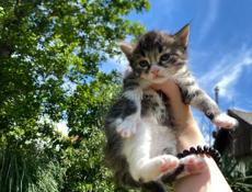 отдам котят в добрые руки