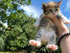 отдам котят в добрые руки