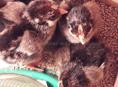 Продам породных цыплят породы Маран ч/м, Кучинская полулунная, Сильверуд, Нидерхайнер