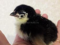Продам породных цыплят породы Маран ч/м, Кучинская полулунная, Сильверуд, Нидерхайнер