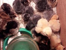 Продам породных цыплят породы Маран ч/м, Кучинская полулунная, Сильверуд, Нидерхайнер