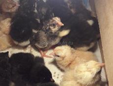 Продам породных цыплят породы Маран ч/м, Кучинская полулунная, Сильверуд, Нидерхайнер
