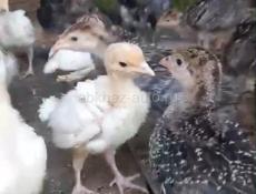 Продам индюков. Возраст 1 месяц