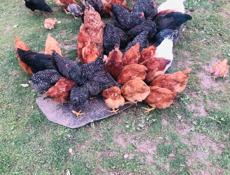 Продаю домашние куры. 🐔
